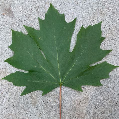 hard vs soft maple tree